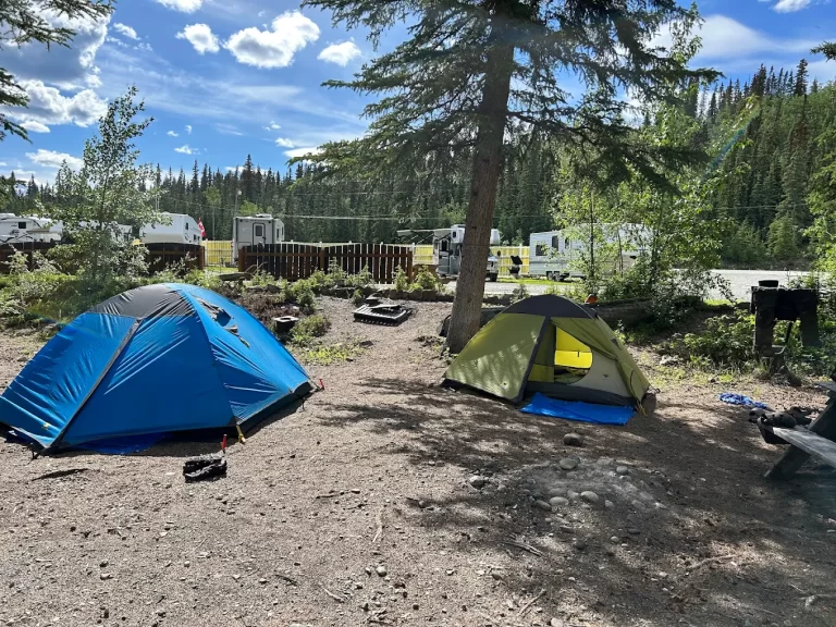 tents pitched under pine trees